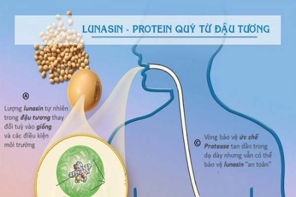 Lunasin - Hoạt chất sinh học được ứng dụng lần đầu tiên tại Việt Nam trong việc phòng ngừa và hỗ trợ điều trị u phổi